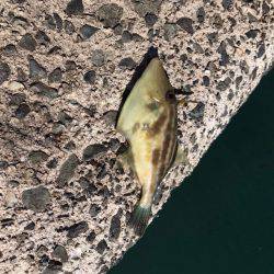 引きは楽しめました