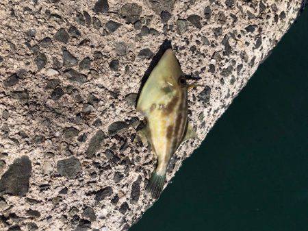 引きは楽しめました