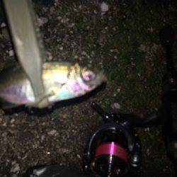 今季初アジング！