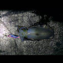 サイズは伸びず。