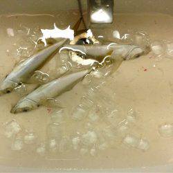 続アジングレクチャー