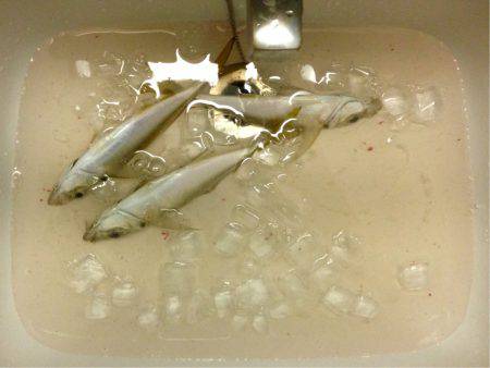 続アジングレクチャー