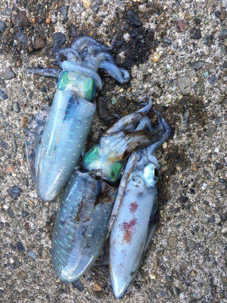 アオリの成長悪いな！