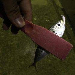 またまたアジング