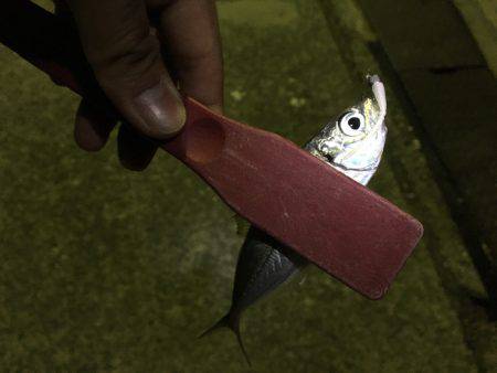 またまたアジング