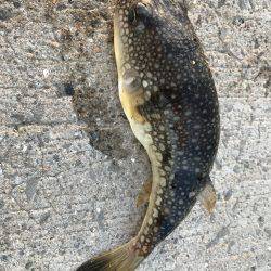 ちょい釣れました