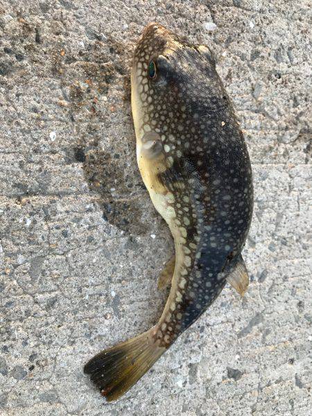 ちょい釣れました