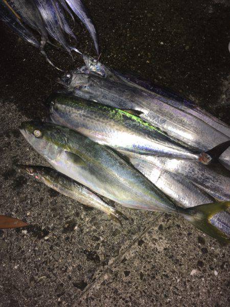 ツバス サゴシ タチウオ