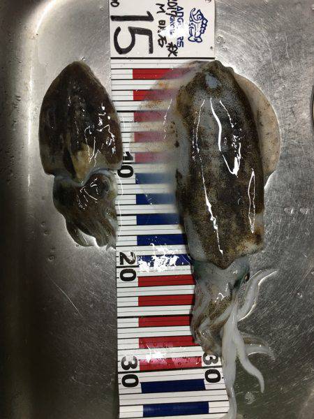 マズマズのアオリ