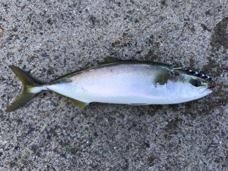 爆釣予感も仕事で納竿。。。