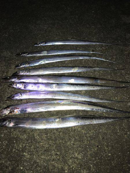 夕まずめに連発