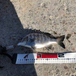 文里の紀州釣り