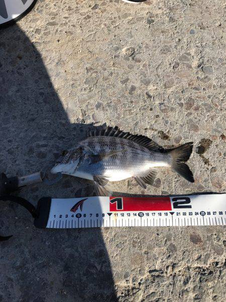 文里の紀州釣り