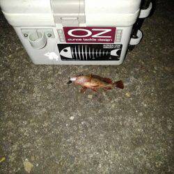 ガシリンクにはまってます!!