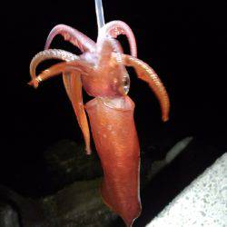 ケンサキイカ釣れました！