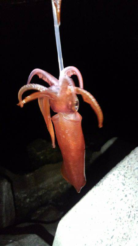 ケンサキイカ釣れました！