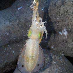 本命アオリ釣れました！