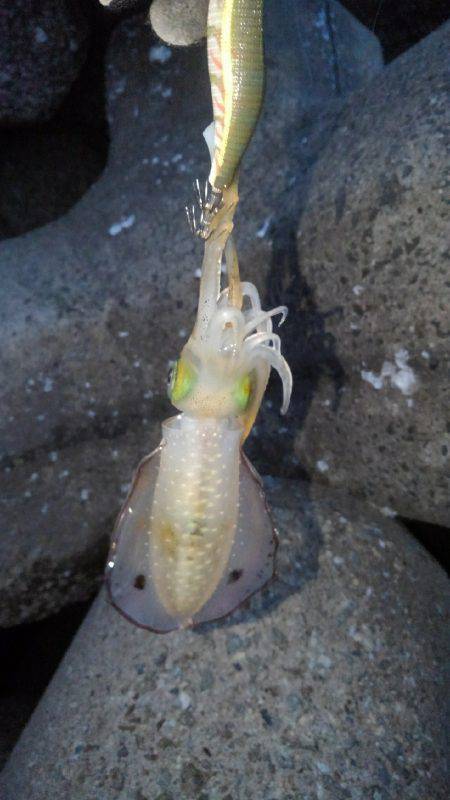 本命アオリ釣れました！