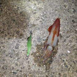 ケンサキイカ～