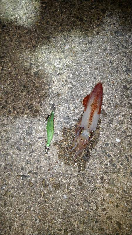 ケンサキイカ～