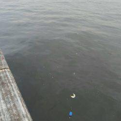 コスモスクエアにて投げサビキ