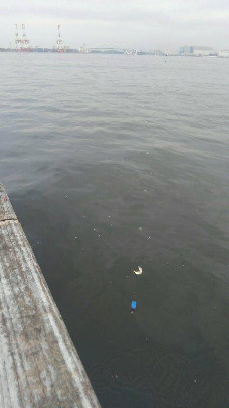 コスモスクエアにて投げサビキ