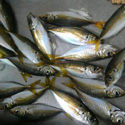 コスモスクエアサビキ釣果