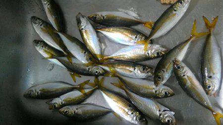 コスモスクエアサビキ釣果