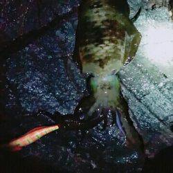 こけて死にかけエギング