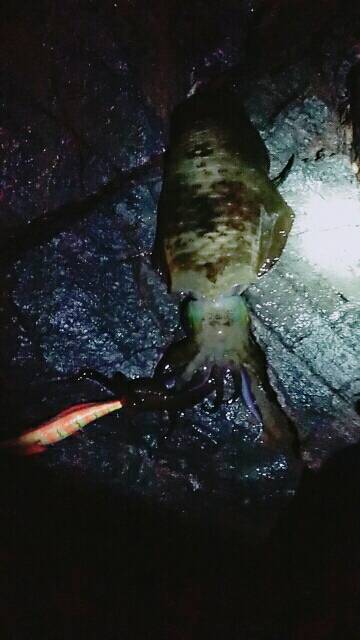 こけて死にかけエギング