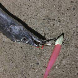 ケイムラピンクファントムは魚種限定解除!?