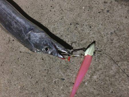 ケイムラピンクファントムは魚種限定解除!?