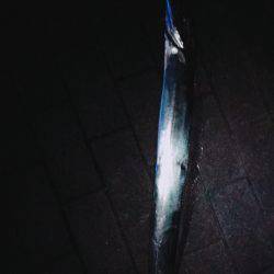 ドラゴンタチウオ「F5」