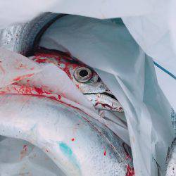 今シーズン初太刀魚