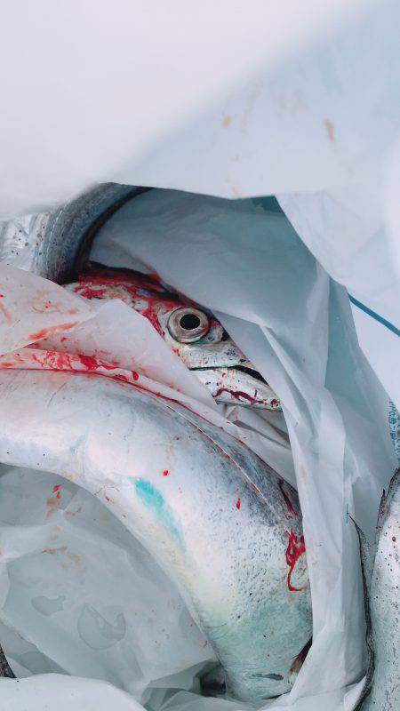 今シーズン初太刀魚