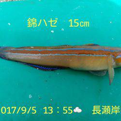 笑転爺の釣日記　9月5日☁　長瀬岸壁