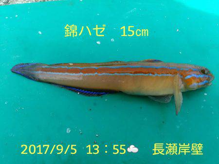 笑転爺の釣日記　9月5日☁　長瀬岸壁