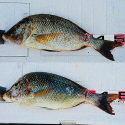 シーズン最後のタマミ狙い