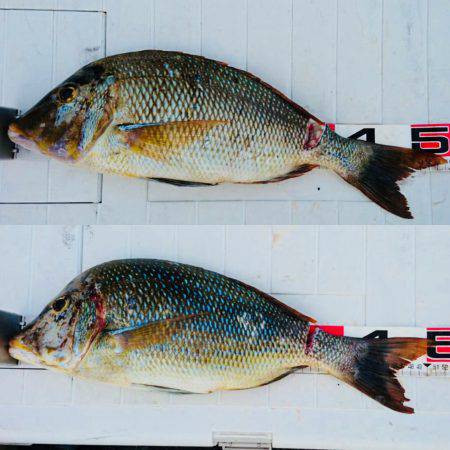 シーズン最後のタマミ狙い