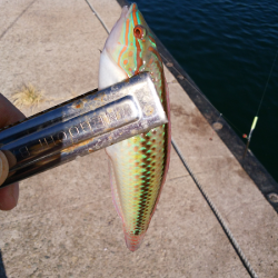 チョイ投げのキス狙い