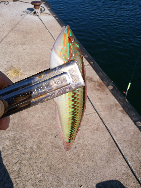 チョイ投げのキス狙い