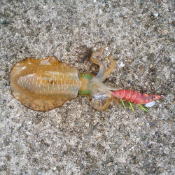 アオリの新子いじめ