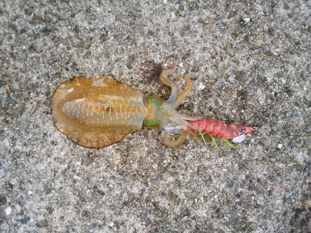 アオリの新子いじめ