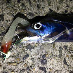 爆釣の武庫一へ!