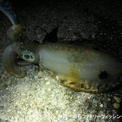 剣先イカとアオリイカ