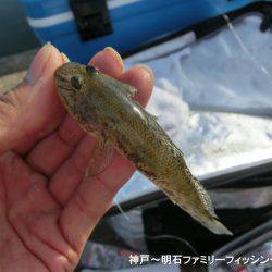 ハゼシーズンにはまだ早い？