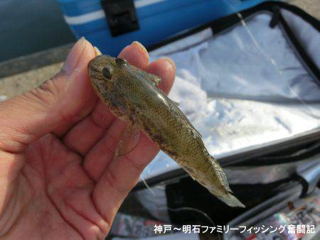 ハゼシーズンにはまだ早い？