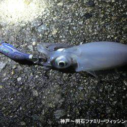 3時間でアオリ2杯