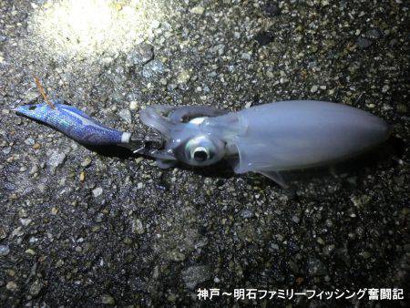 3時間でアオリ2杯