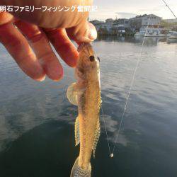 ハゼのシーズンになったか？